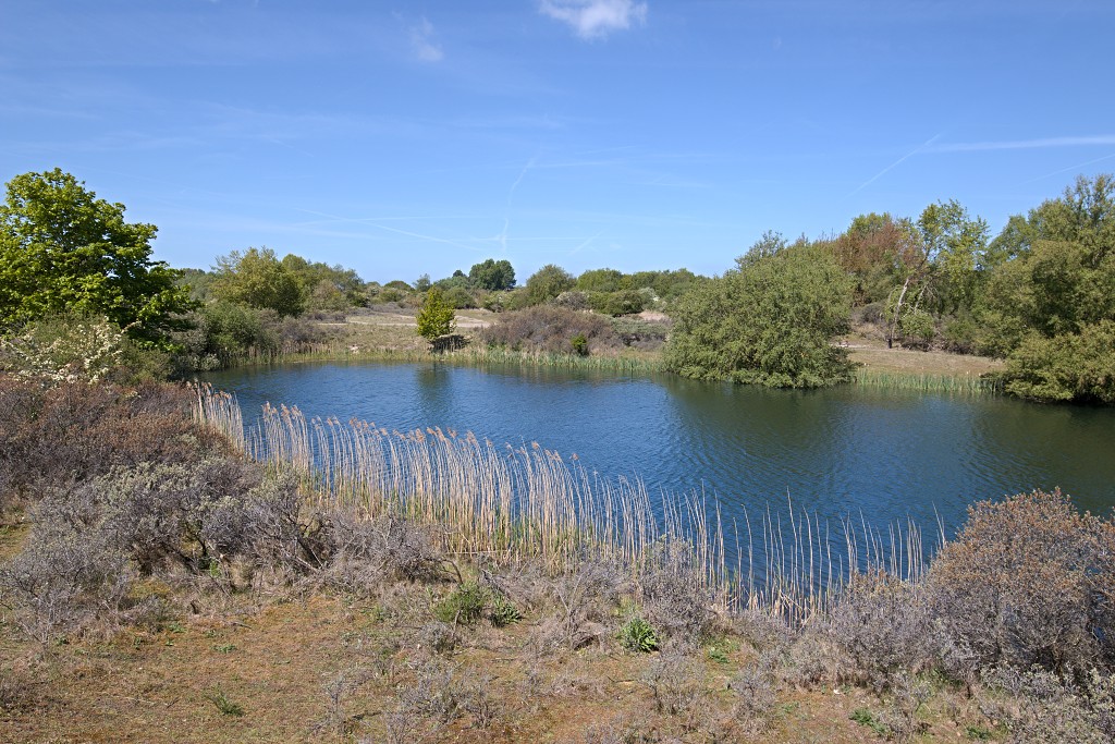 AWD Amsterdamse Waterleidingduinen natuurgebied polder bos vos hert herten damhert duinen zandvoort waterwingebied